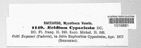 Aecidium cyparissiae image
